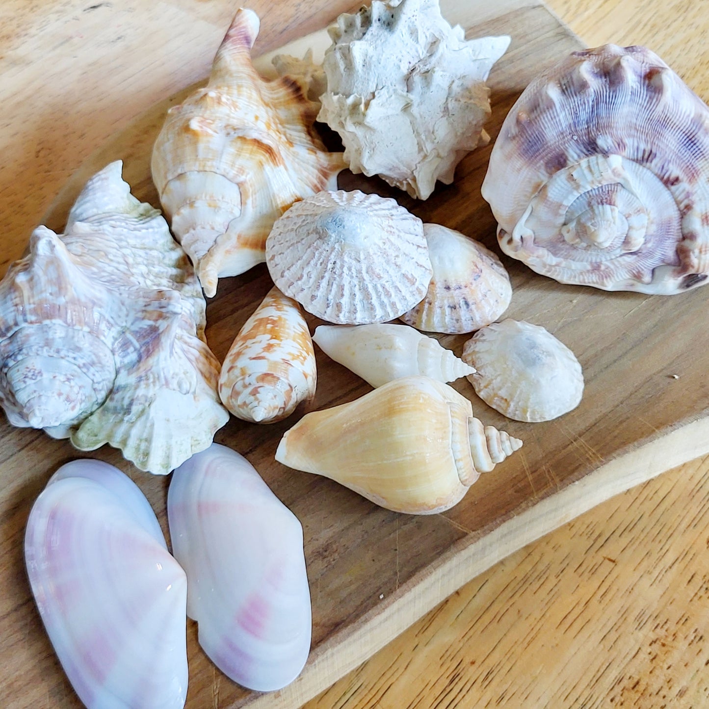 Large sea shells. One has been repaired (see last photo)