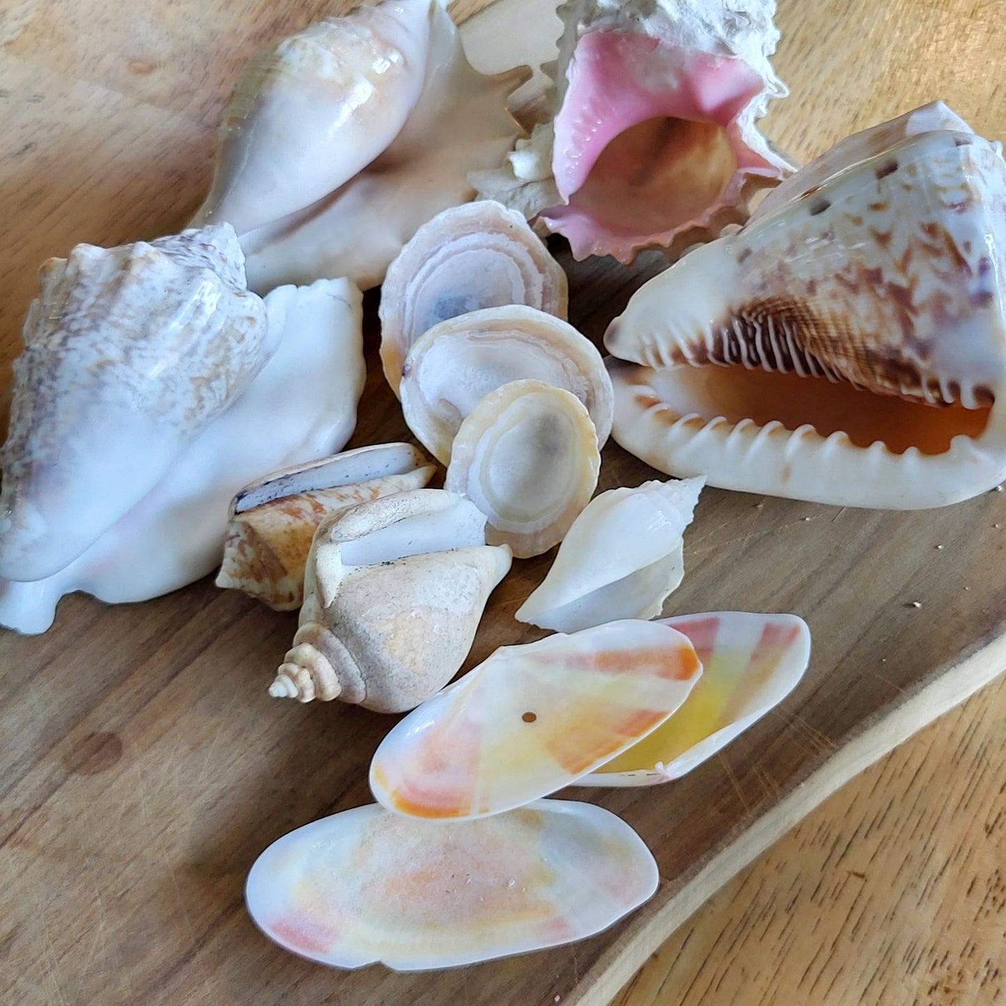 Large sea shells. One has been repaired (see last photo)