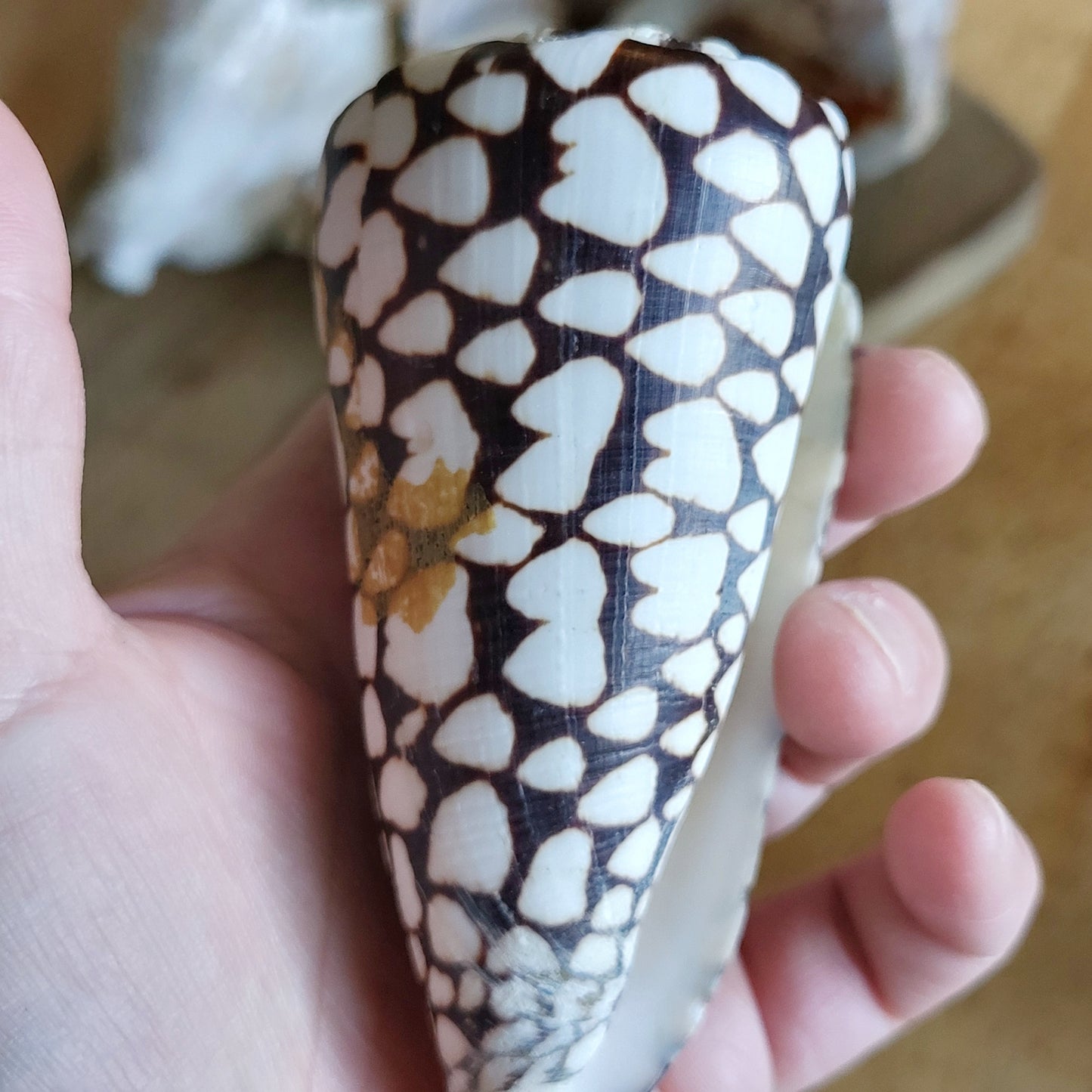 Large sea shells. One has been repaired (see last photo)